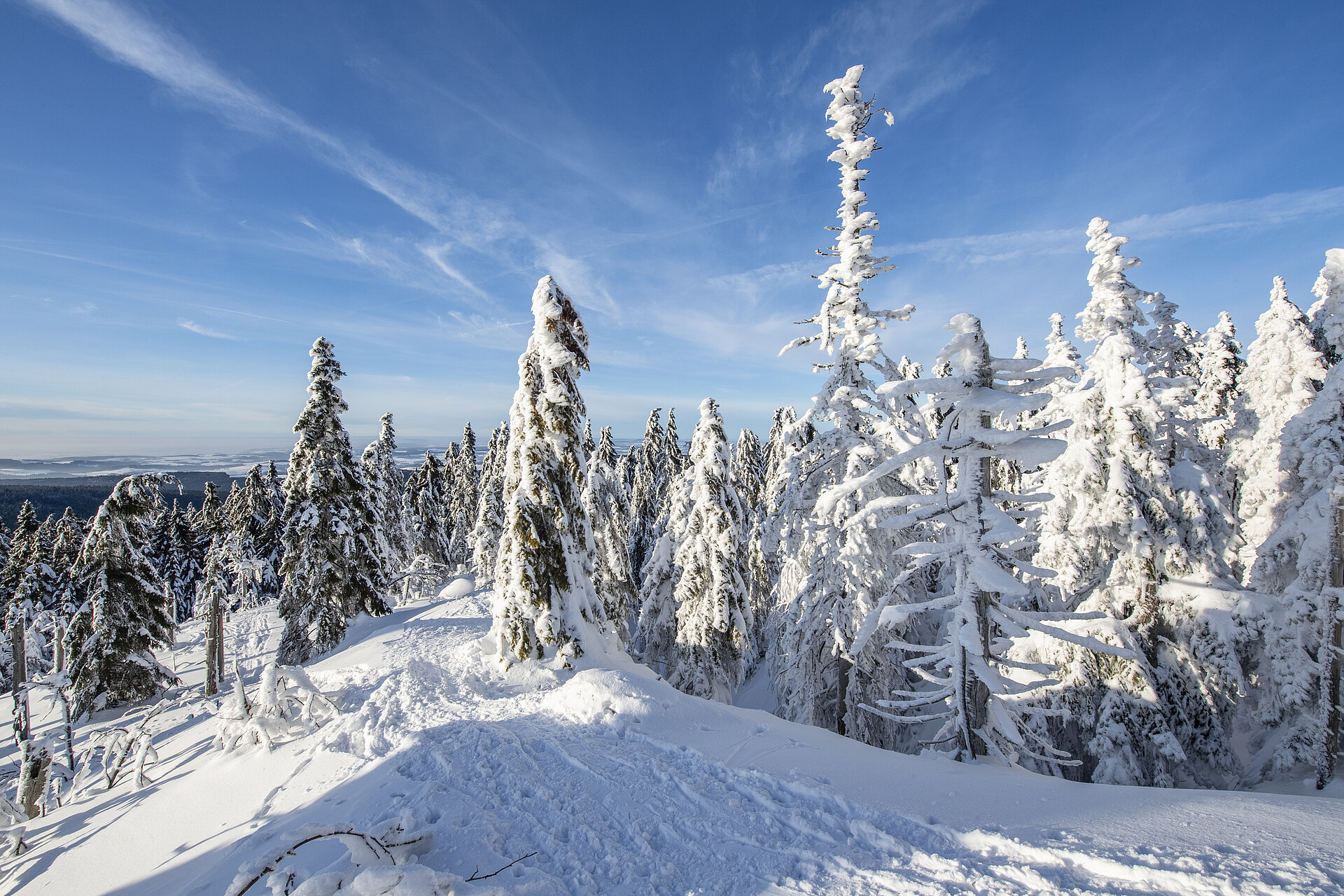 Tief verschneite Winterlandschaft mit blauem Himmel und weißen Nadelbäumen